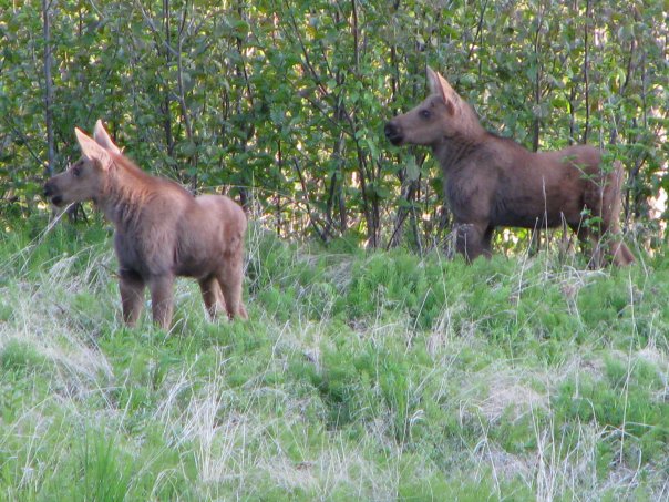 moose twins